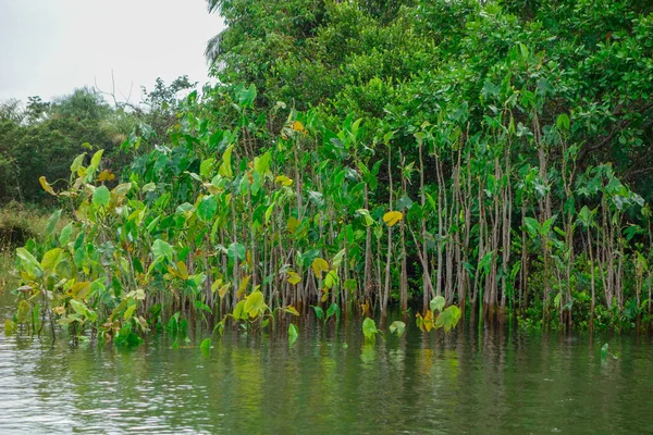 Nahaufnahme Eines Sees Der Von Wachsender Vegetation Umgeben Ist — Stockfoto