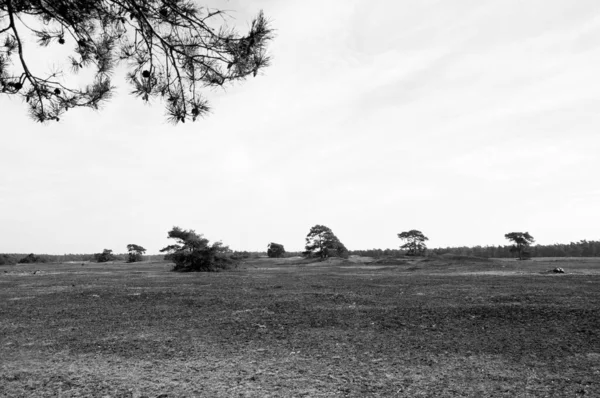 Grayscale Shot Agricultural Field Small Trees Tree Branch Foreground — Stock Photo, Image