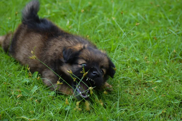 Plan Sélectif Chiot Berger Allemand Couché Dans Champ Mordant Des — Photo