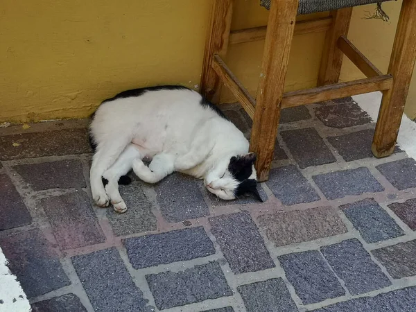 Μια Αξιολάτρευτη Γάτα Ασπρόμαυρη Γούνα Που Κοιμάται Στο Πάτωμα — Φωτογραφία Αρχείου