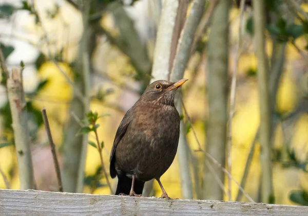 Een Close Shot Van Een Merel Neergestreken Hout Structuur Tegen — Stockfoto