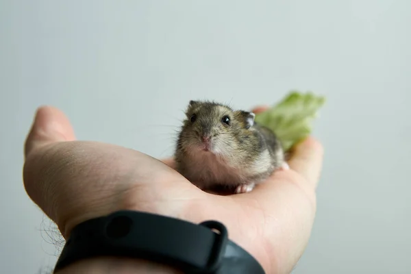 Closeup Gray Hamster Palm — Stock Photo, Image