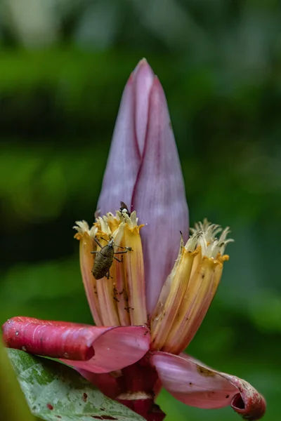 Una Toma Vertical Insecto Sentado Musa Velutina — Foto de Stock