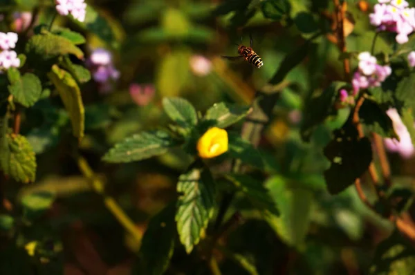 Macro Shot Uma Abelha Zumbido Torno Uma Pequena Flor Amarela — Fotografia de Stock