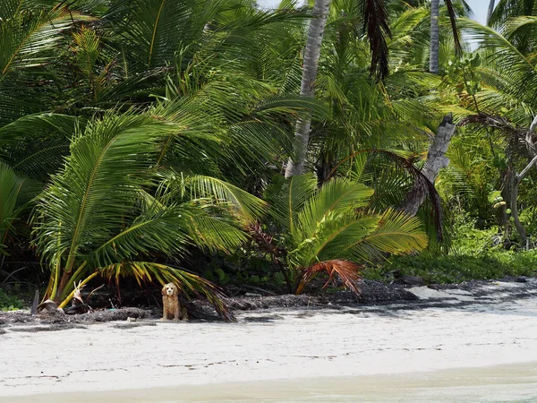 Een Hond Omringd Door Palmbomen Planten Een Strand — Stockfoto