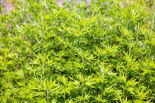 Green Hemp Field Sunny Day — Stock Photo, Image