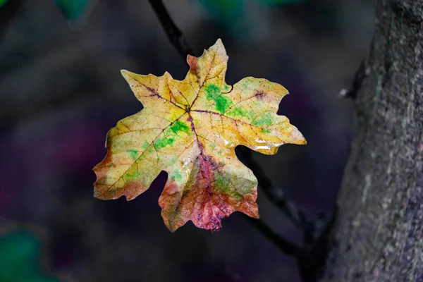 Selective Focus Shot Damaged Autumn Leaf — Stock Photo, Image