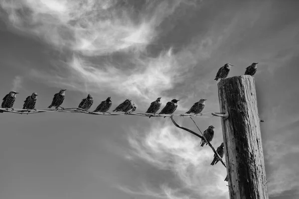 Una Bandada Pájaros Alambre Poste Madera Contra Cielo Nublado — Foto de Stock