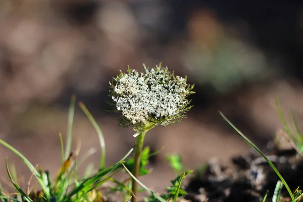 Zbliżenie Ujęcie Valerian Kwiat — Zdjęcie stockowe