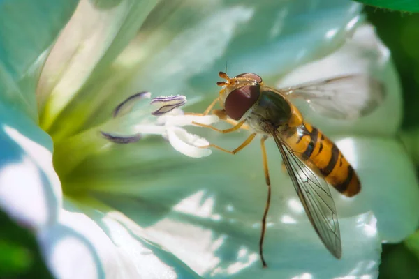 Tiro Macro Uma Vespa Uma Flor Branca Jardim Botânico — Fotografia de Stock