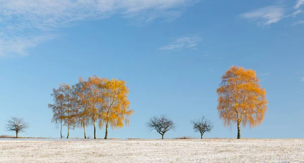 Grand Champ Couvert Neige Légère Arbres Aux Feuilles Colorées — Photo