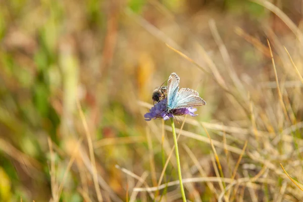 Makroaufnahme Einer Biene Und Eines Schmetterlings Auf Einer Blume — Stockfoto