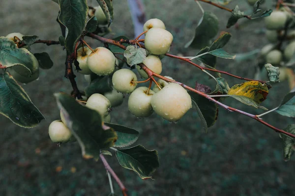 Zbliżenie Świeżych Dojrzałych Jabłek Drzewie — Zdjęcie stockowe