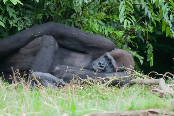 Bir Doğu Gorili Yeşil Yaprakların Arka Planında Çimlerin Üzerinde Yatıyor — Stok fotoğraf