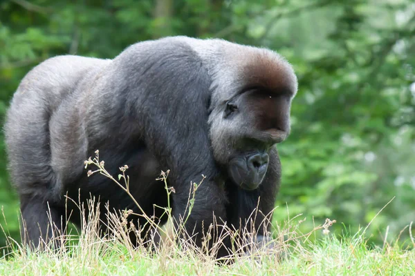 Gorilla Montagna Seduto Sull Erba Sullo Sfondo Foglie Verdi — Foto Stock