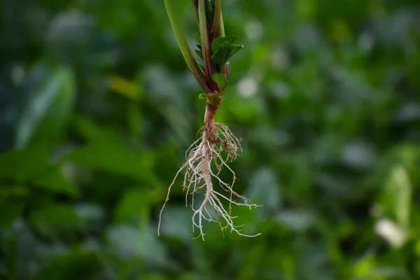 植物の繊維質根系の閉鎖ショット — ストック写真