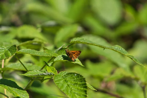 Гарний Знімок Метелика Листі Рослини — стокове фото