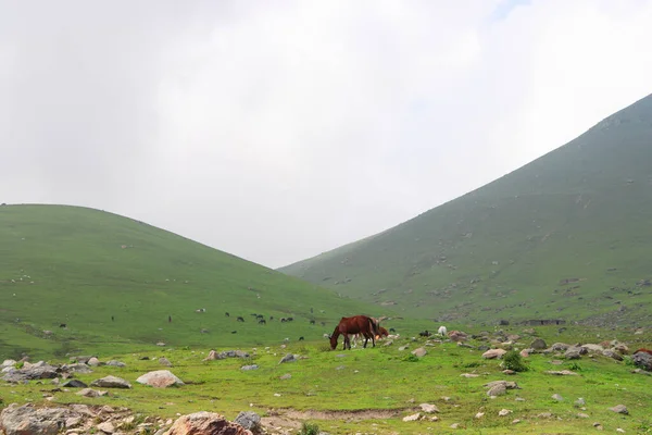 一匹棕色的马在青山中吃草 — 图库照片