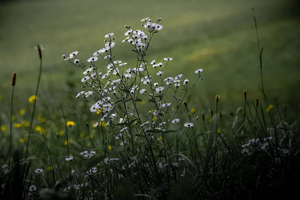 草原上盛开的白色野花 — 图库照片