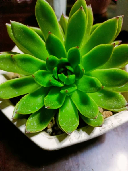 Closeup Shot Pinwheel Plant — Stock Photo, Image