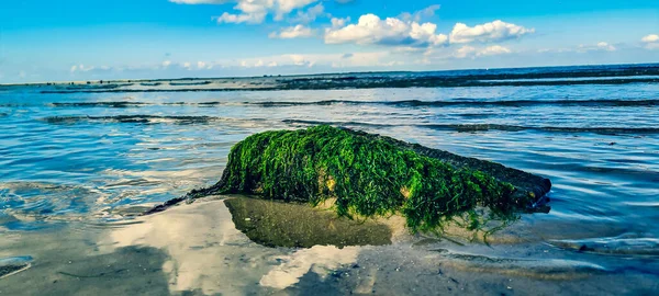 晴れた日に干潮の際に海岸の藻類で覆われた岩 — ストック写真