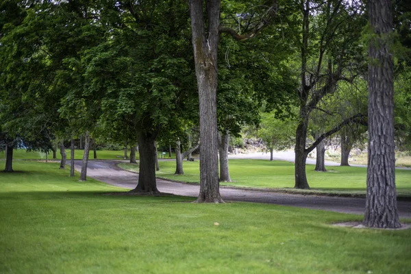 Een Close Opname Van Een Groen Gras Gazon Met Grote — Stockfoto