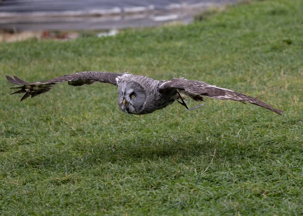 Çayırın Üzerinde Uçan Bir Baykuşun Güzel Bir Görüntüsü — Stok fotoğraf
