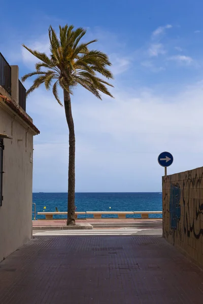 Disparo Vertical Una Palmera Una Pasarela Rodeada Por Mar Bajo — Foto de Stock