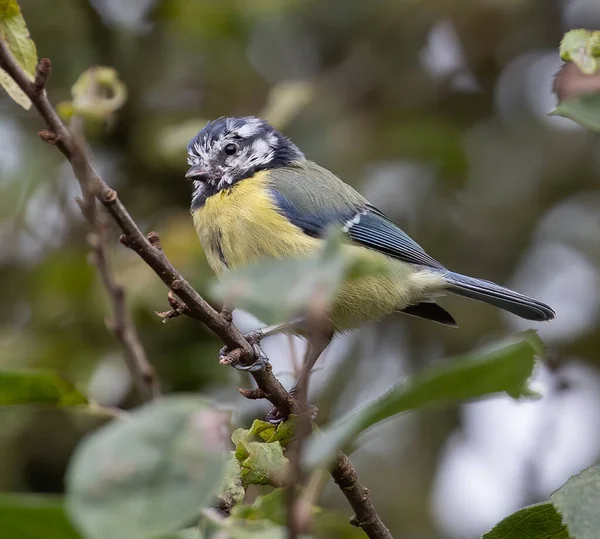 Closeup Shot Eurasian Blue Tit Bird Branch — Stock Fotó