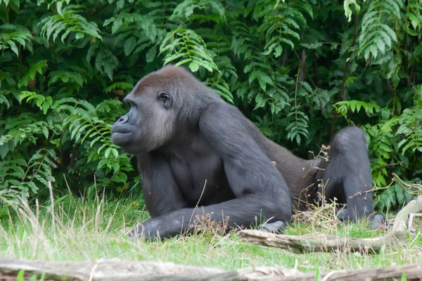 Gorila Oriental Que Coloca Grama Fundo Folhas Verdes — Fotografia de Stock