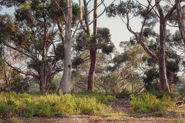 Een Australisch Struikgewas Tegen Heldere Lucht Zomer — Stockfoto