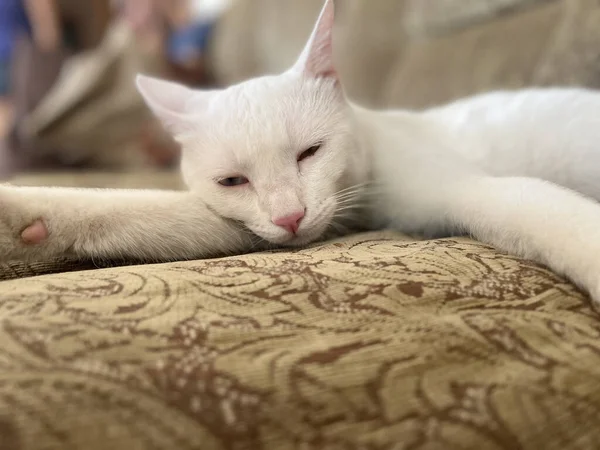 Ένα Πορτραίτο Μιας Χαριτωμένης Λευκής Γάτας Ξαπλωμένης Στον Καναπέ — Φωτογραφία Αρχείου