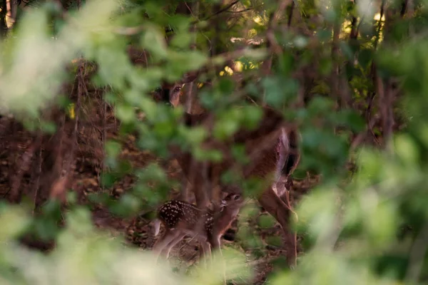 대낮에 초목으로 속에서 사슴을 선택적으로 집중시키는 — 스톡 사진