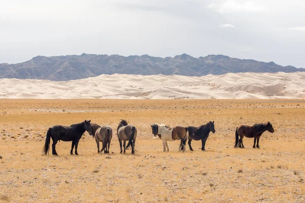 Una Mandria Cavalli Deserto Una Soleggiata Morni — Foto Stock