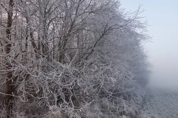 Una Vista Fascinante Los Árboles Invierno Bajo Cielo Nublado — Foto de Stock