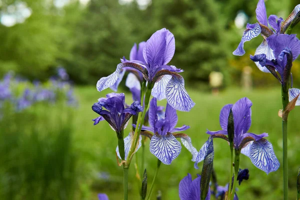 Selektivní Detailní Záběr Modrých Duhovek Květin Parku — Stock fotografie
