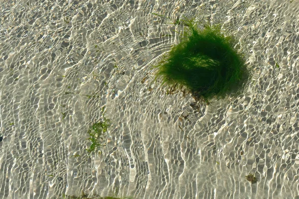 Eelgrass Csúcsképe Tiszta Vízben — Stock Fotó