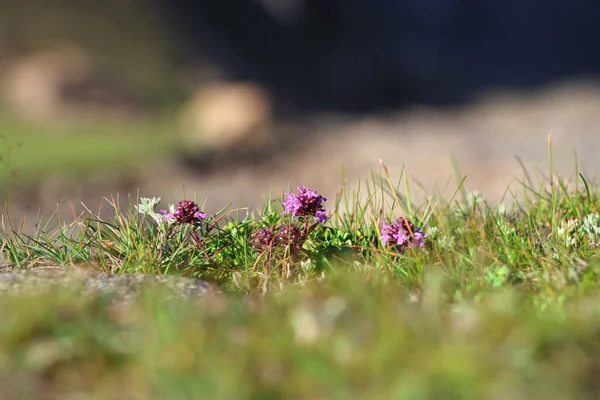 Une Mise Point Sélective Fleurs Sauvages Violettes — Photo