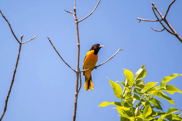 Oriel Mâle Perché Sur Une Brindille — Photo