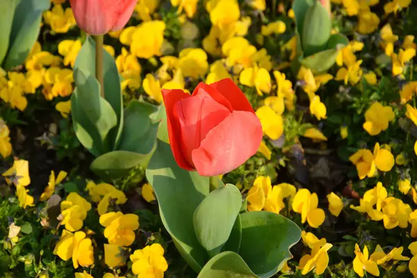 Eine Nahaufnahme Von Roten Tulpen Und Gelben Blumen Auf Dem — Stockfoto