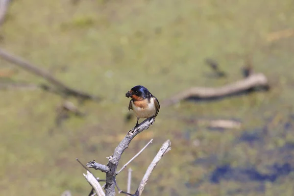 Ein Finkenvogel Hockt Auf Einem Trockenen Ast Einem Teich — Stockfoto