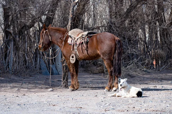 The saddled horse of next to a resting dog near leafless trees