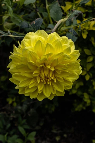 Tiro Vertical Amarelo Dahlia Florescendo Jardim — Fotografia de Stock