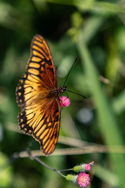 Вертикальный Снимок Бабочки Монарха Сидящей Маленьком Розовом Цветке — стоковое фото