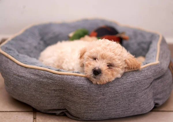 Eine Nahaufnahme Zeigt Einen Beigen Pudelwelpen Der Seinem Grauen Bett — Stockfoto