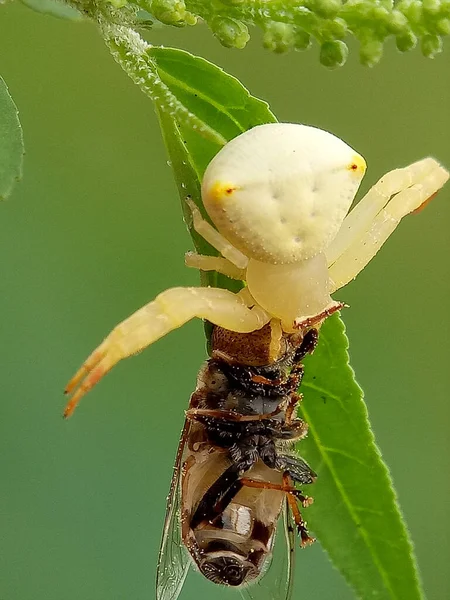 太陽の下で緑の葉の上にカブトムシの垂直ショット — ストック写真