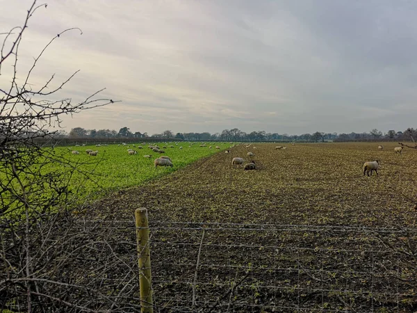 Eine Landschaftliche Aufnahme Einer Landwirtschaftlichen Wiese Voller Weidender Schafe Umgeben — Stockfoto