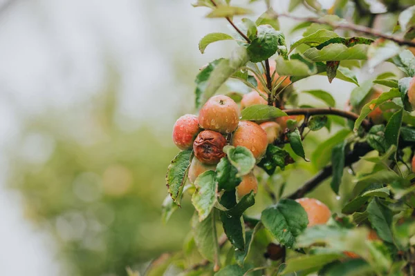 Ένα Κοντινό Πλάνο Των Φρέσκων Ώριμων Μήλων Στο Δέντρο — Φωτογραφία Αρχείου