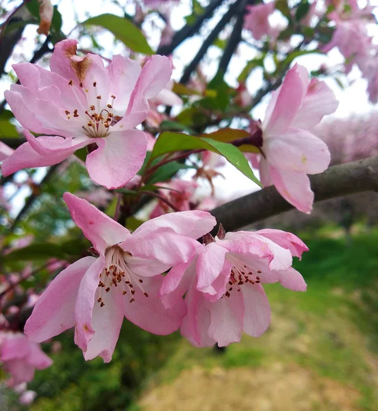 Eine Nahaufnahme Von Rosa Pfirsichblüten Mit Staubblüten Garten — Stockfoto