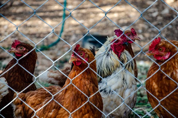 Close Foco Seletivo Galinhas Brancas Gengibre Galos Uma Fazenda — Fotografia de Stock